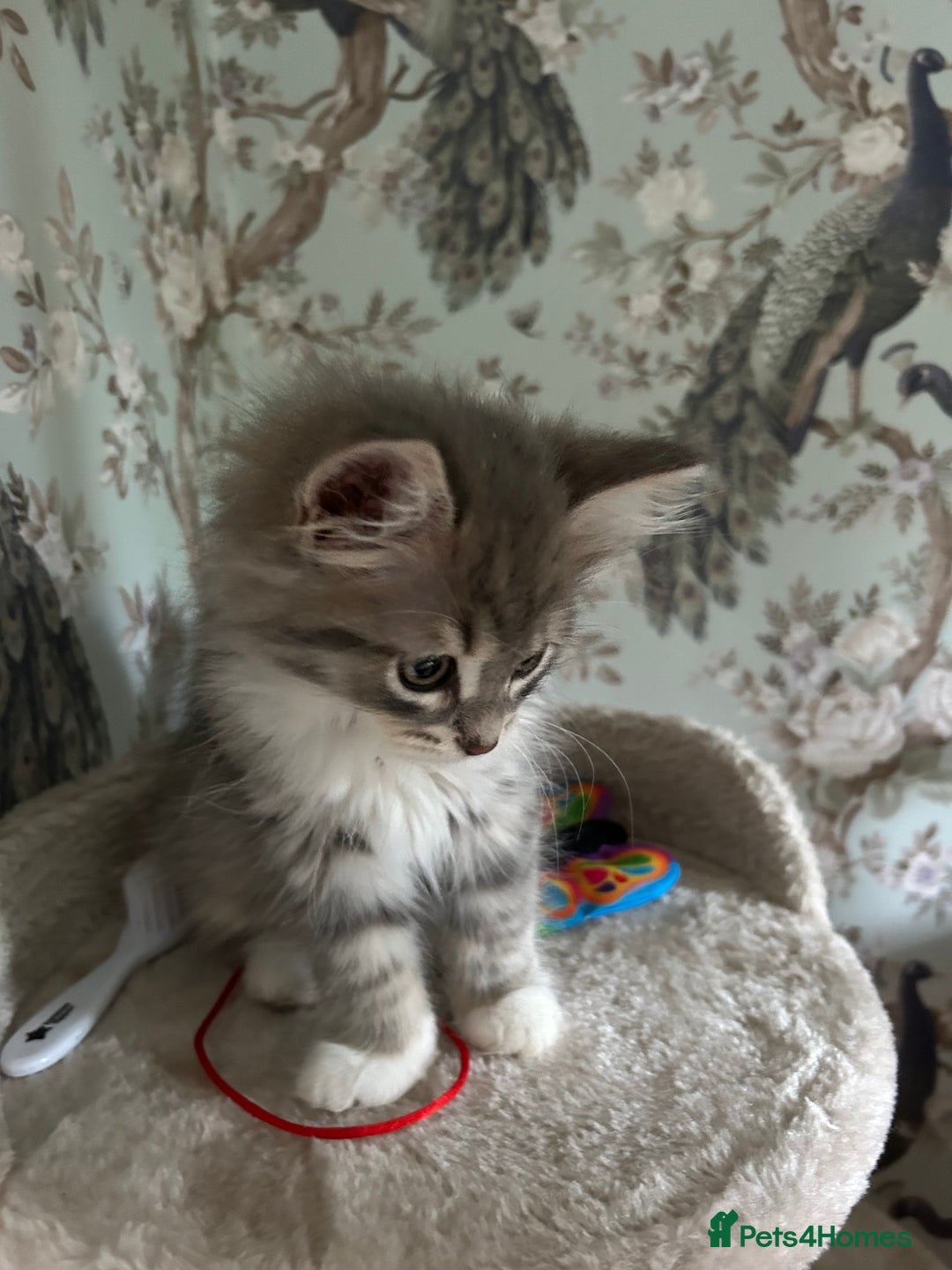 Siberian cats for sale: Siberian GCCF. kittens no hidden cost ready 6 oct  - Image 23