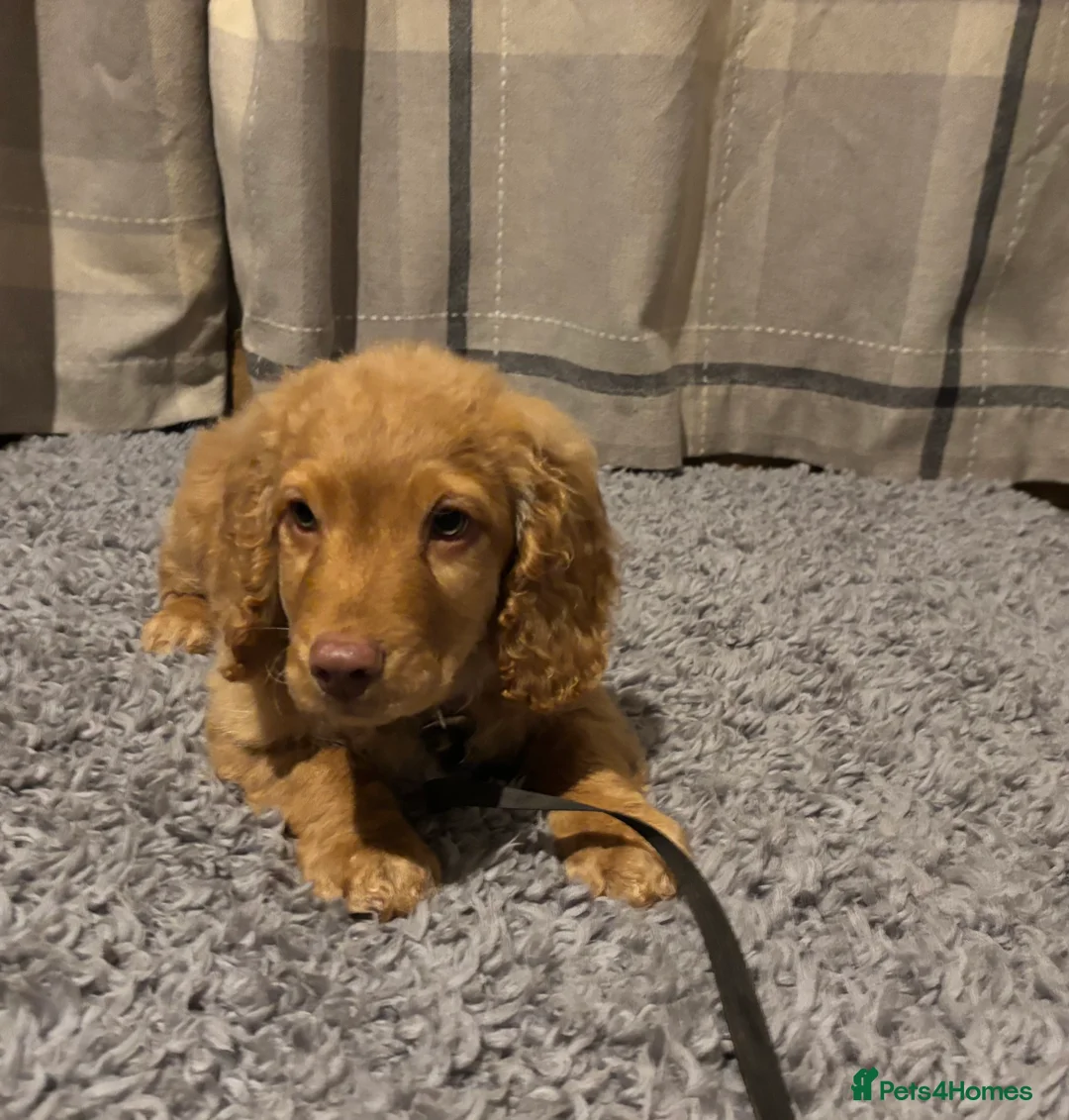 Cockapoo dogs for sale: 🐶8 Beautiful Cockapoo puppies🐶 - Advert 4