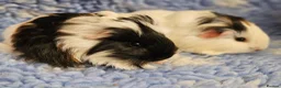 Guinea Pig rodents for sale: Bonded pairs of baby/young boy guineas pigs - Advert 2