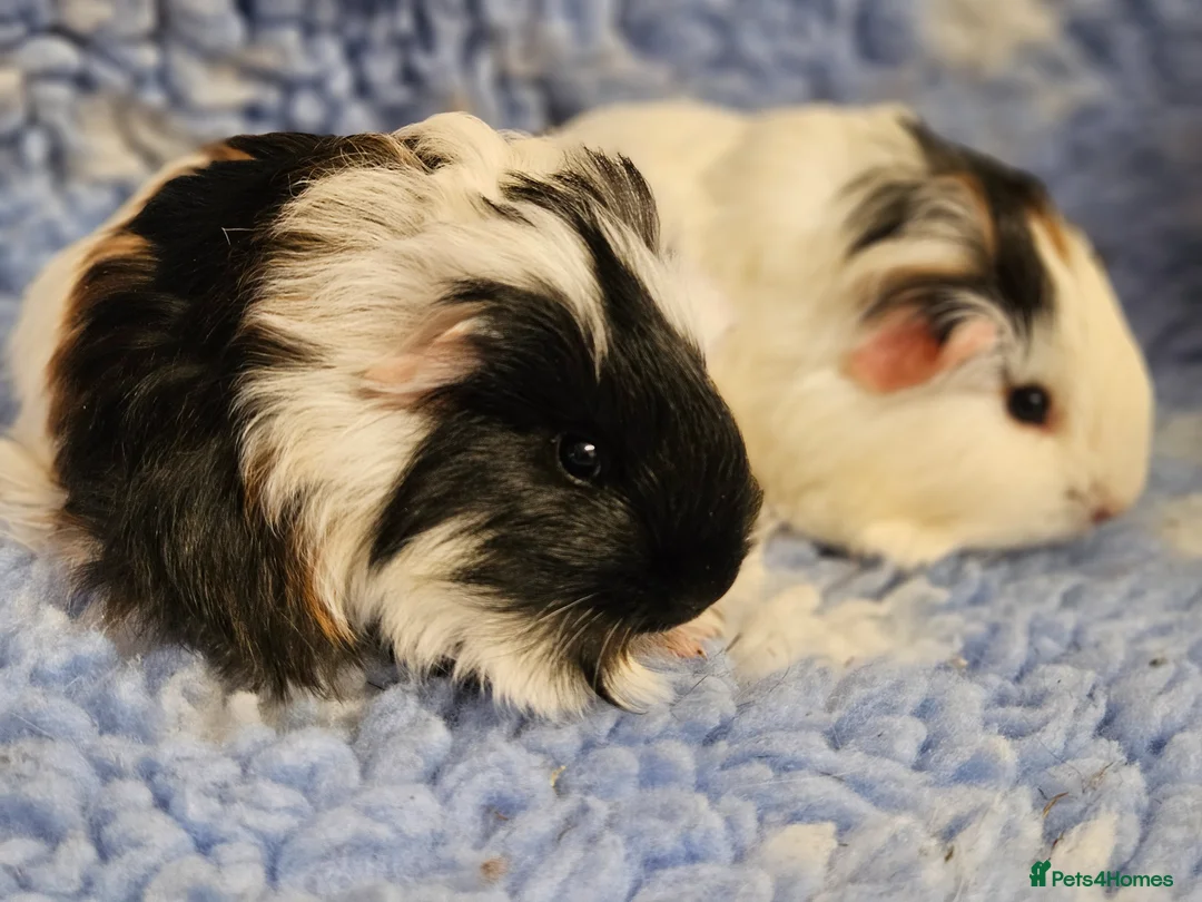 Guinea Pig rodents for sale: Bonded pairs of baby/young boy guineas pigs - Advert 2