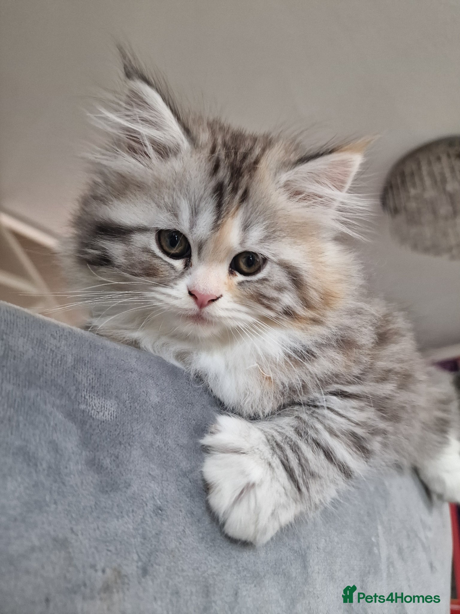 British Longhair cats Beautiful British kittens  - Advert 1