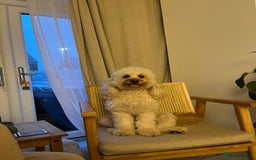 Cavapoo dogs for stud: Cavapoo male for stud in London  - Image 7