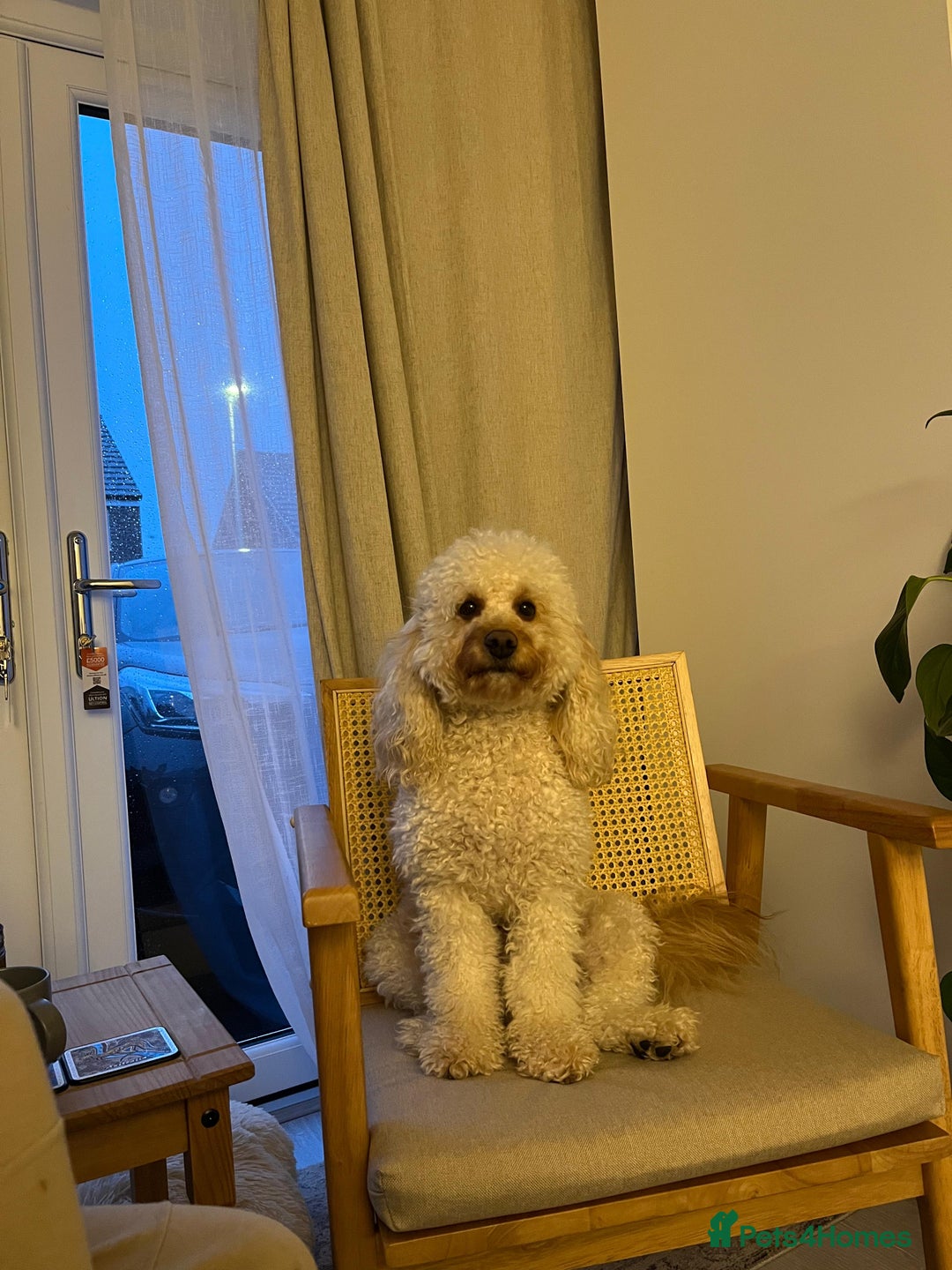 Cavapoo dogs for stud: Cavapoo male for stud in London  - Image 7