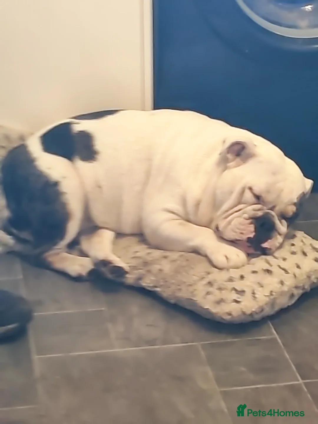 Olde English Bulldogge dogs for sale: Dotty  in Alfreton - Advert 2
