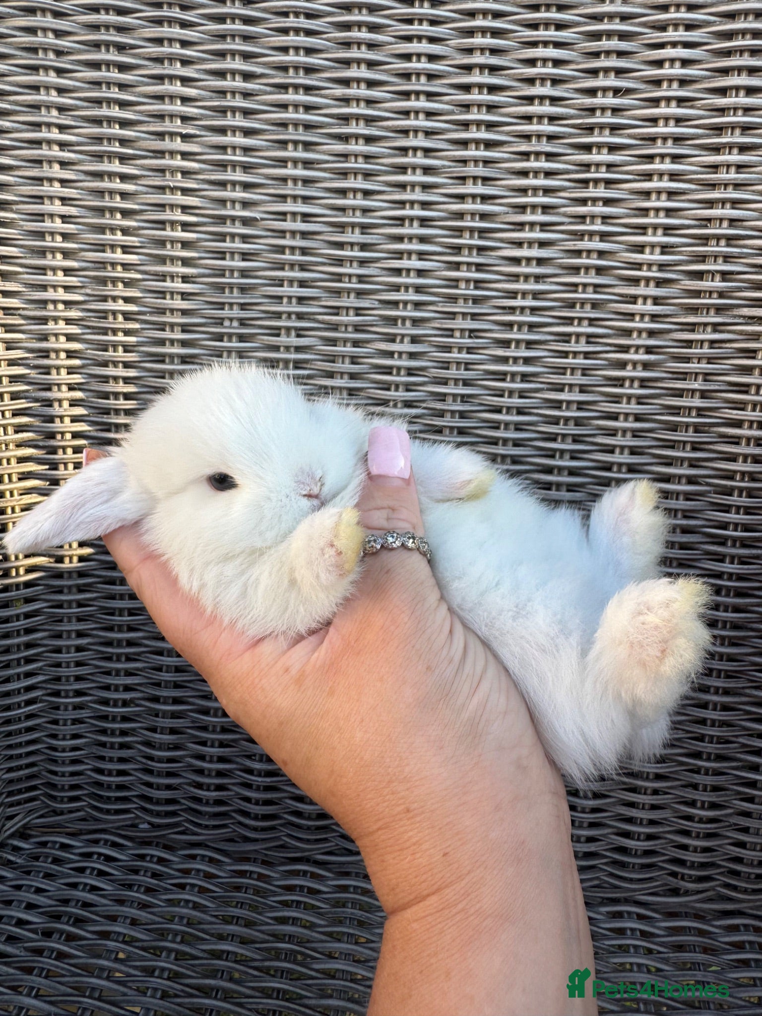 Mini Lop rabbits Mini lops  - Advert 12