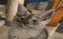 Maine Coon cats for sale: ACTIVE Silver Smoke Girl. 💖💖READY NOW💖💖 - Image 1