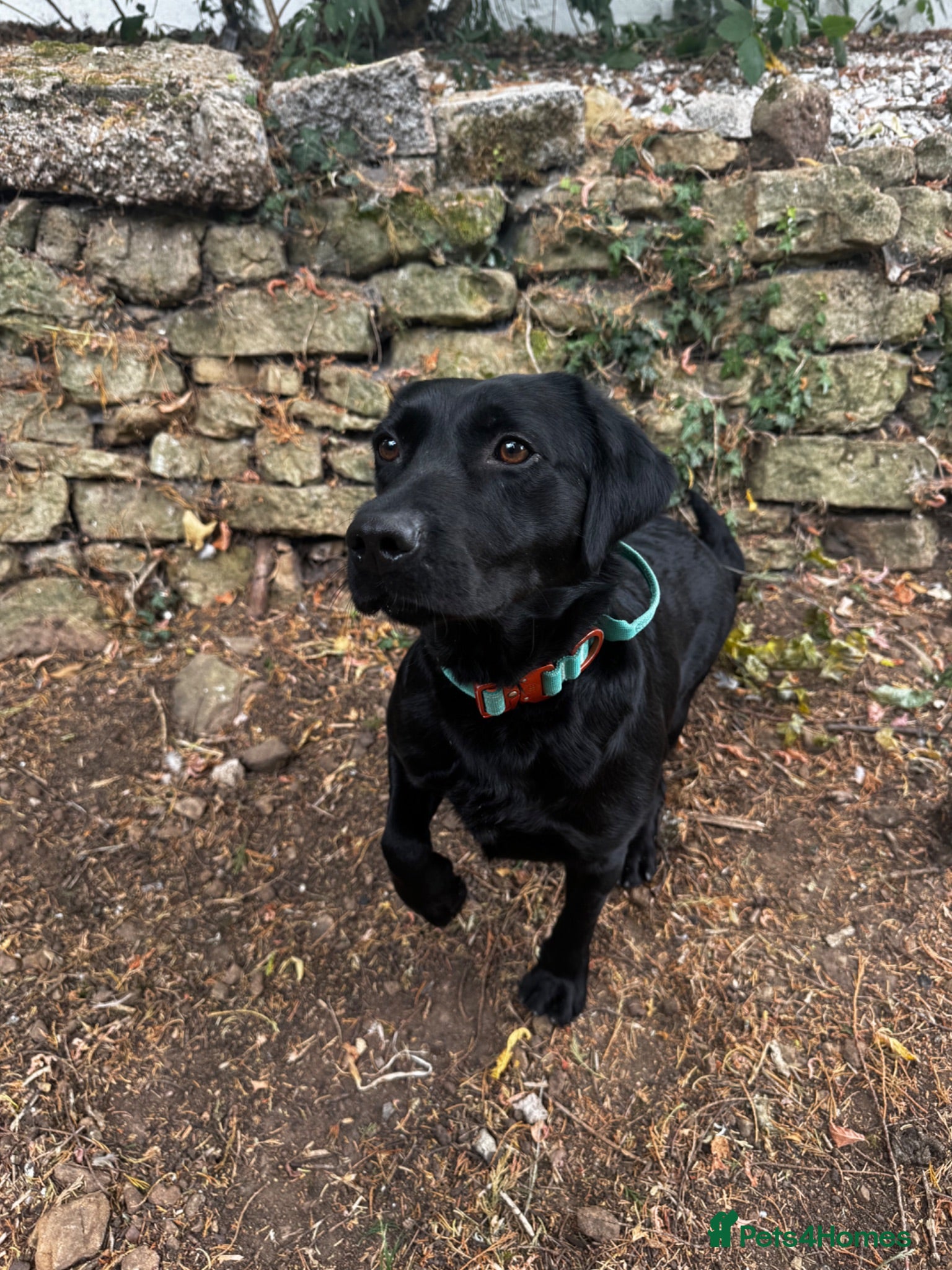 Labrador Retriever dogs working Springador - Advert 1