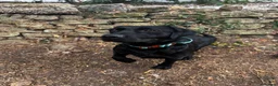 Labrador Retriever dogs for sale: working Springador - Advert 1