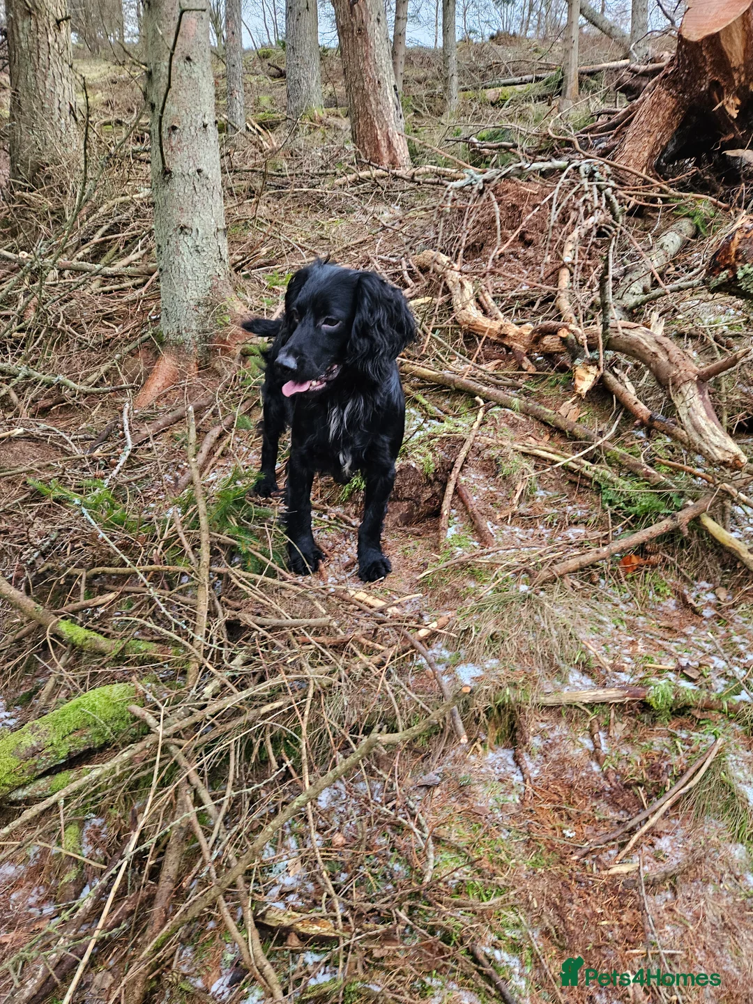 Cocker Spaniel dogs for stud: Working Cocker Spaniel For Stud - Health Tested in Kirriemuir - Advert 4
