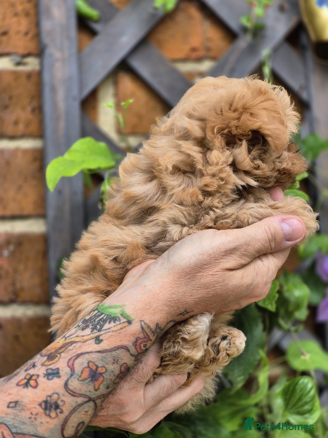 Maltipoo dogs for sale: Amazing TeddyBear Asian Korean Maltipoo puppies - Image 27