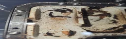 Mixed Breed invertebrates for sale: Ants  - Advert 1