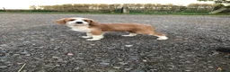 Jackapoo dogs for sale: FULLY VACCINATED AND HEALTH CHECKED JACKAPOO - Advert 3
