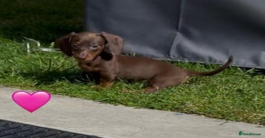 Miniature Dachshund dogs - Advert 5