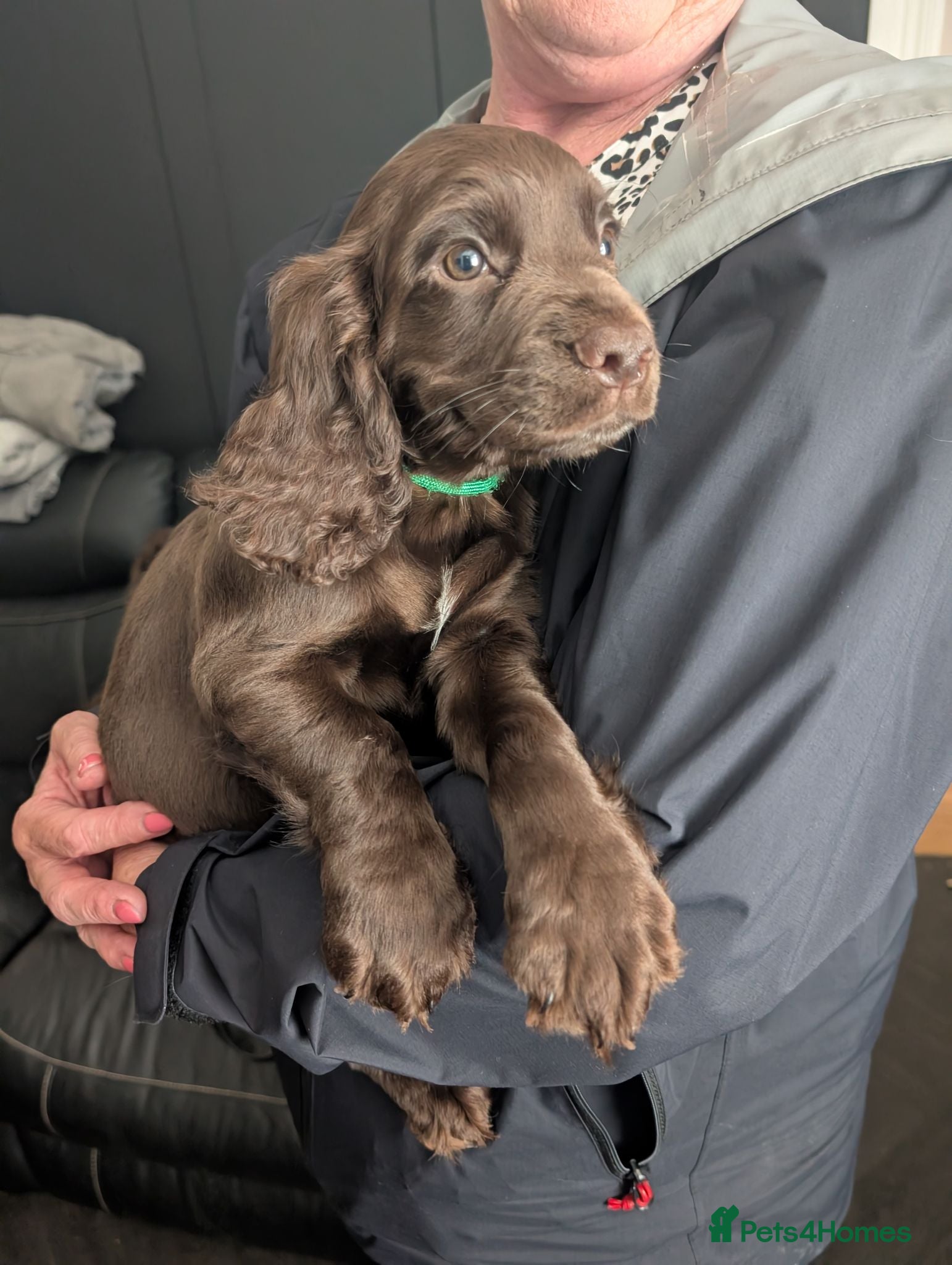 Cocker Spaniel dogs Working cocker spaniel. **LAST BOY REMAINING** - Advert 2