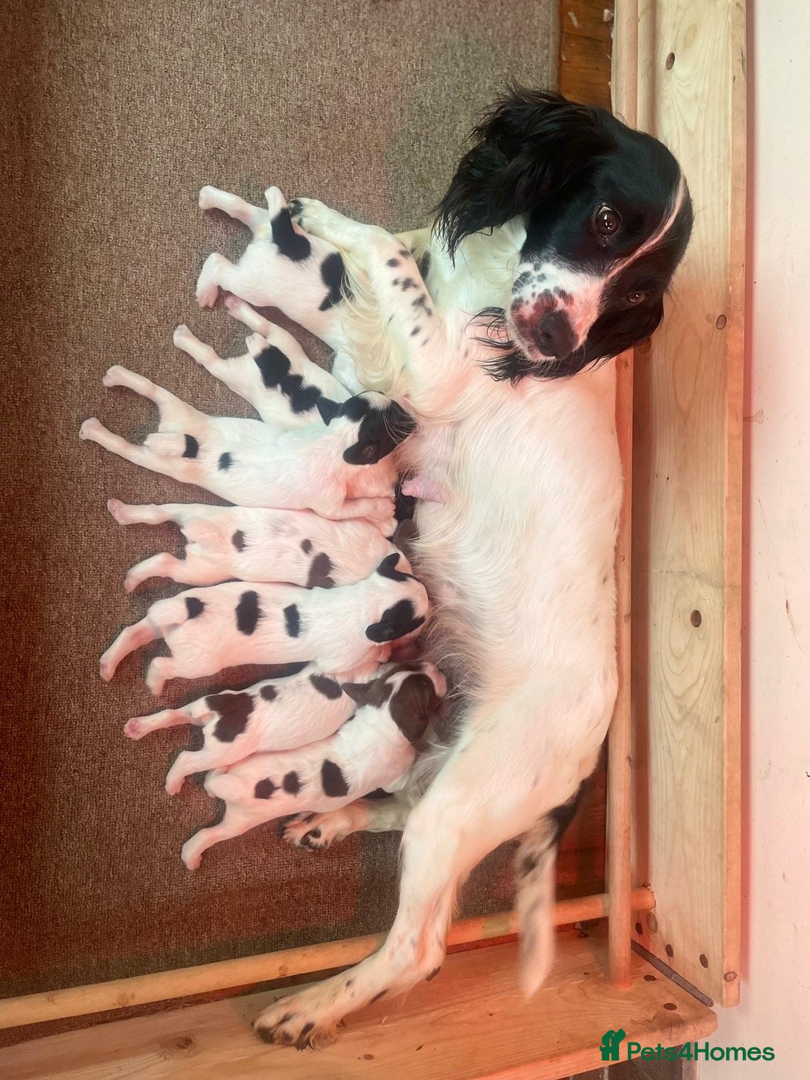 English Springer Spaniel dogs  springer spaniels pups for sale  - Advert 5