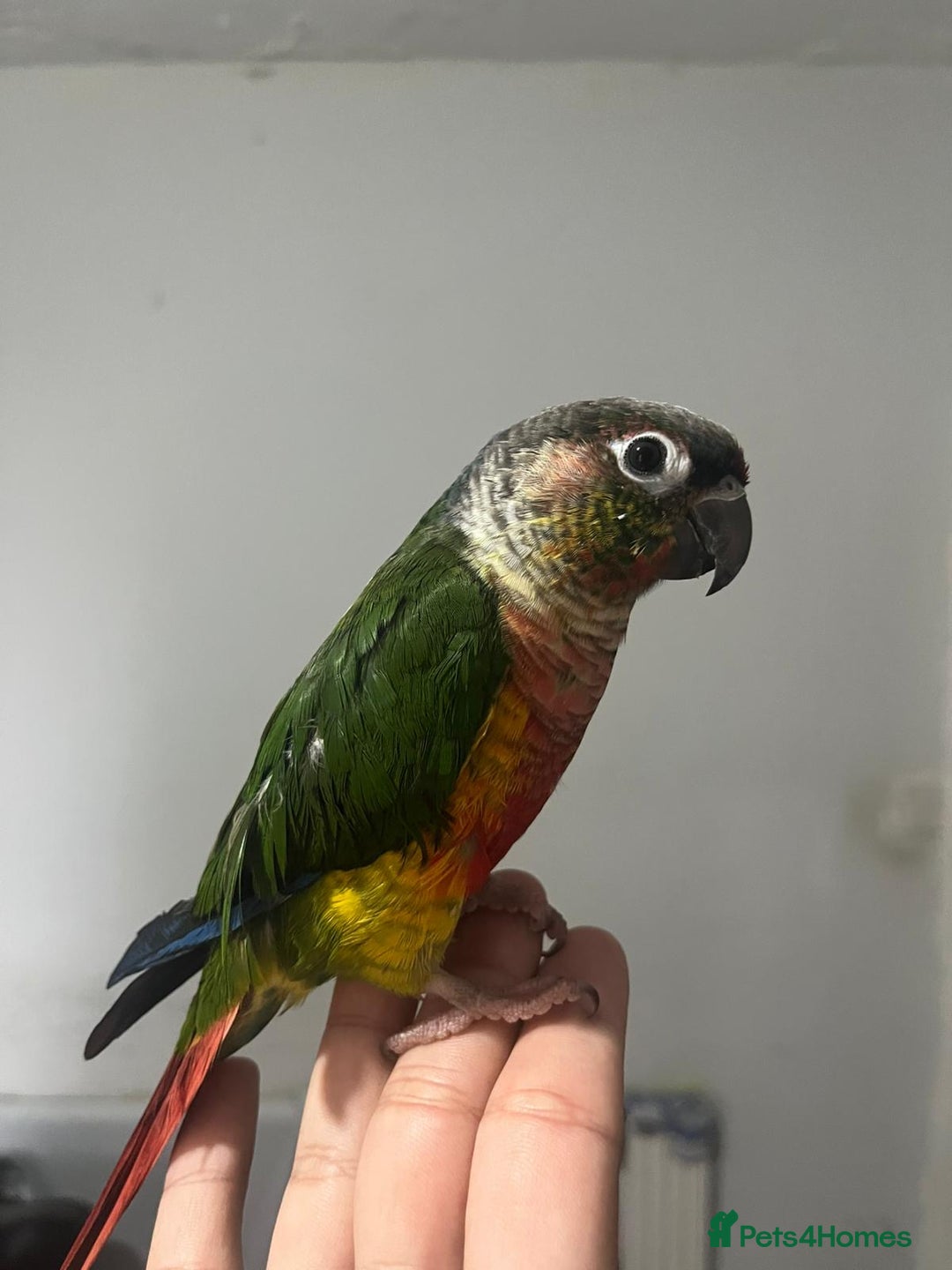 Conures birds for sale: Silly super tame baby conure  - Image 3
