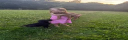 Labradoodle dogs for sale: Now ready miniature labradoodles  - Advert 3