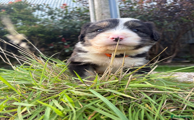 Bearded Collie dogs - Advert 1