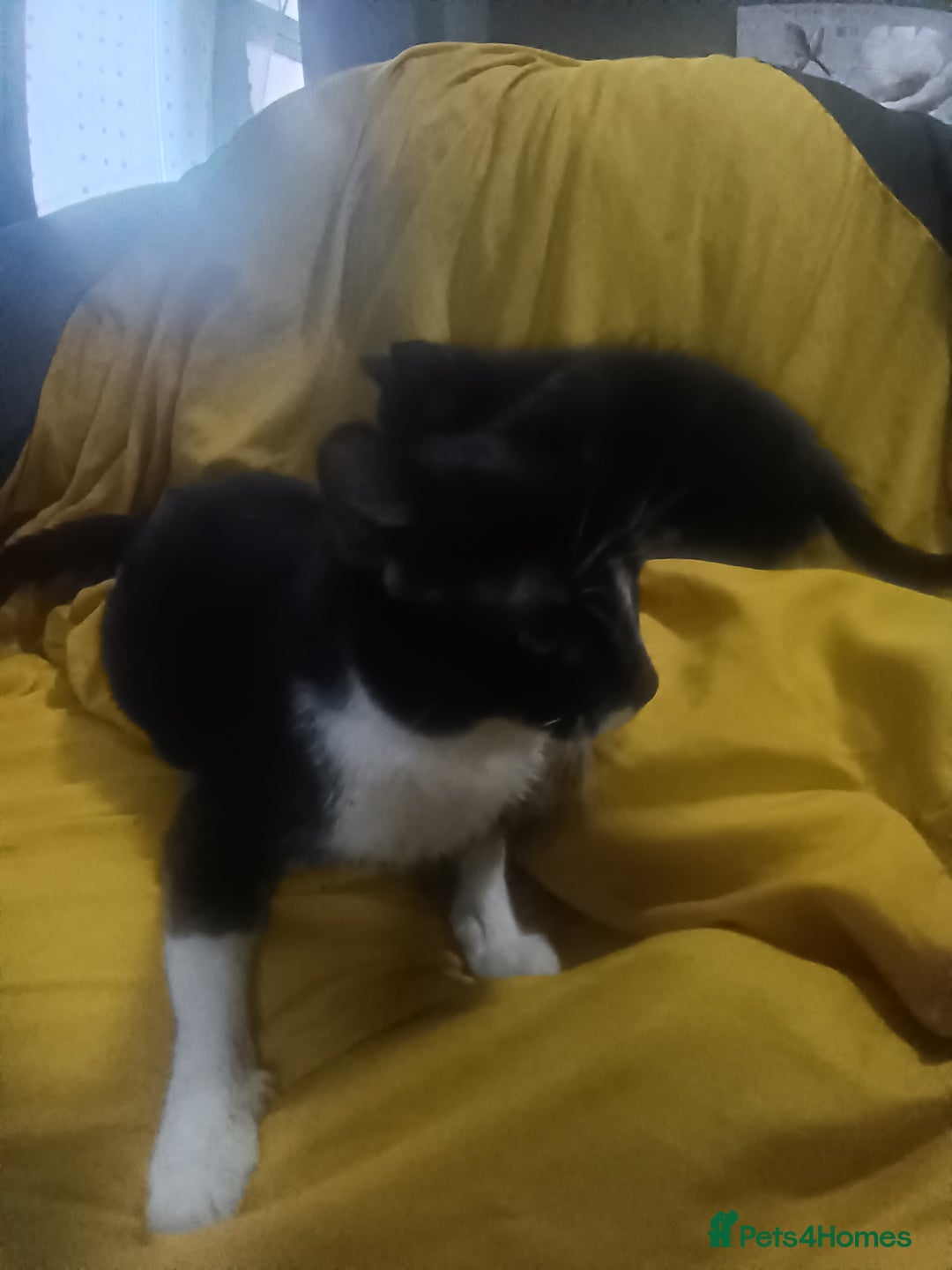 Mixed Breed cats for sale: Kittens - Image 5