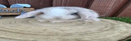 Mini Lop rabbits for sale: 🥰😍Stunning purebred mini lops ready to reserve  - Advert 33