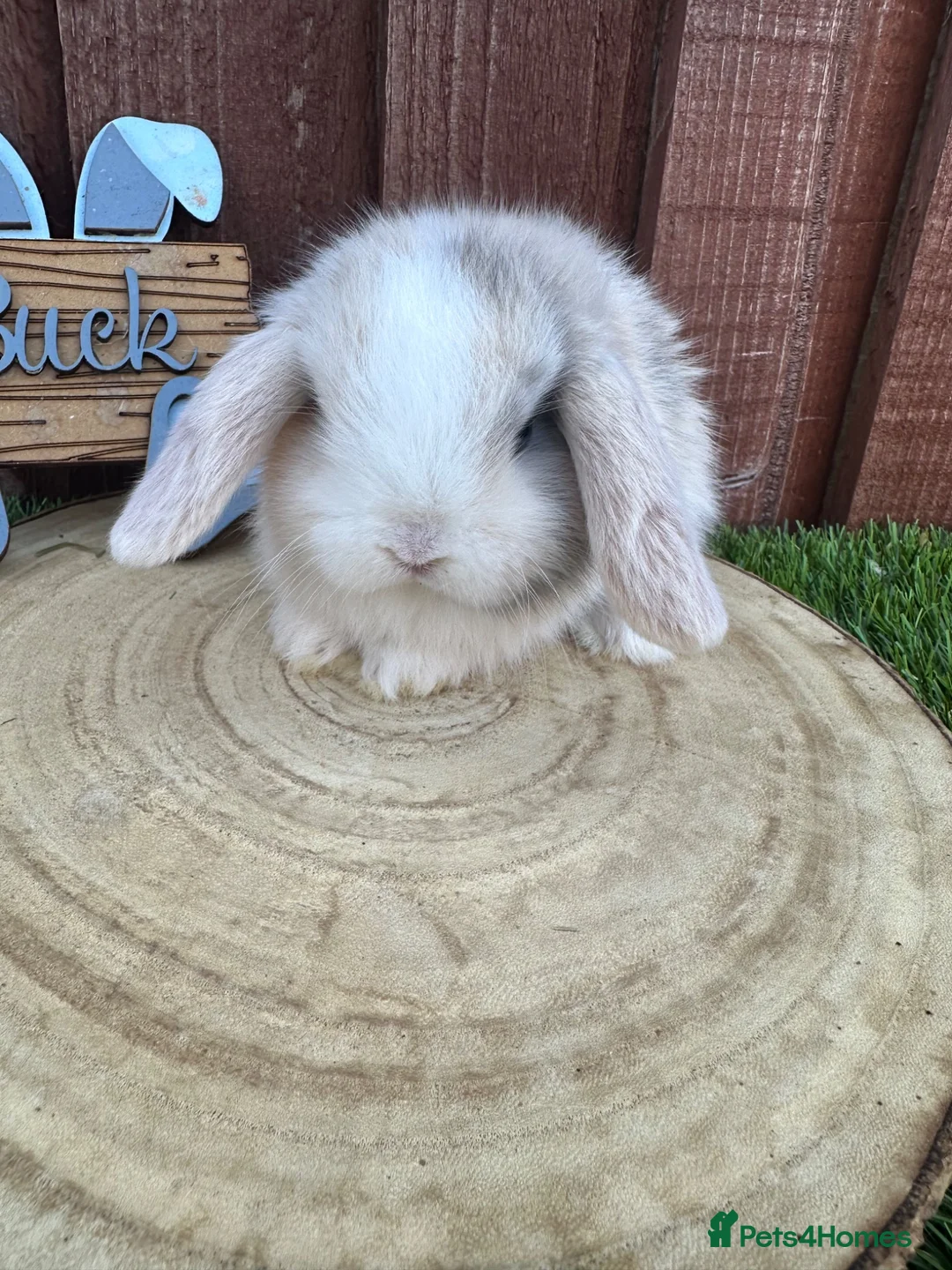 Mini Lop rabbits for sale: 🥰😍Stunning purebred mini lops ready to reserve  - Advert 33