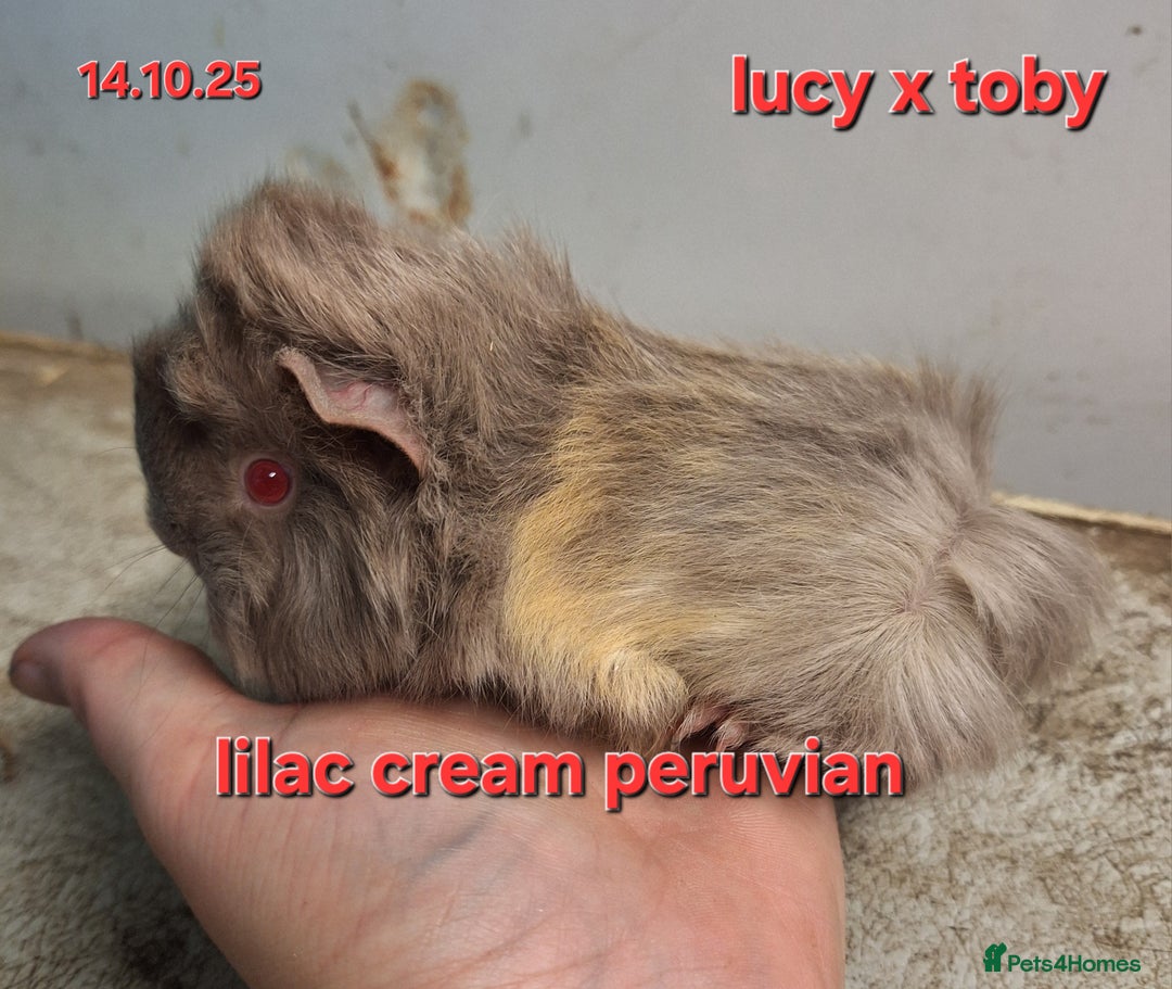 Guinea Pig rodents for sale: Baby female guinea pigs - Advert 4