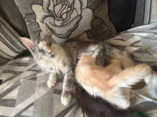 Maine Coon cats Maine Coon kittens ready to go 😻 - Advert 1