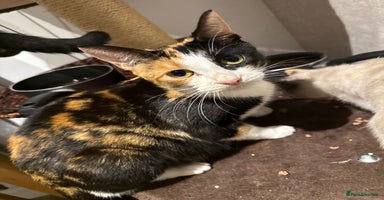 Mixed Breed cats - Advert 3