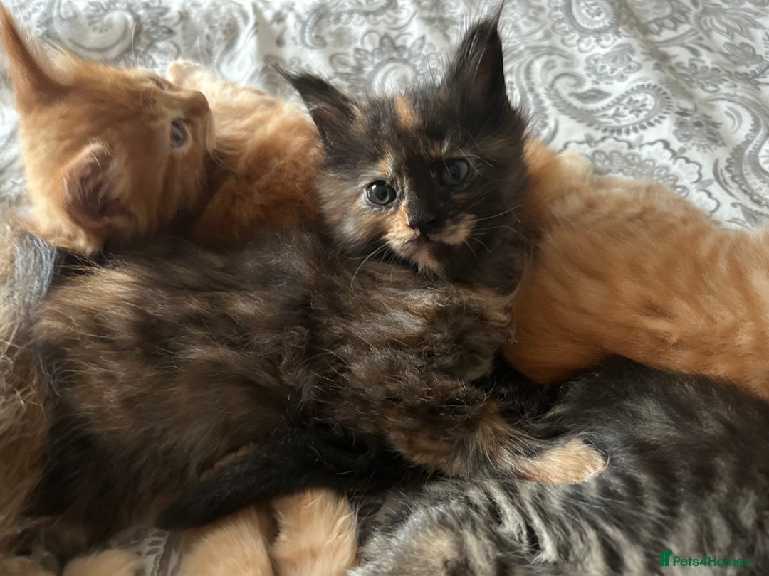 Maine Coon cats for sale: GCCF Maine Coon Kittens-Champion and Russian lines in Swindon - Image 34