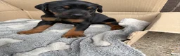 Dobermann dogs for sale: Doberman puppies for sale boys & girls  - Advert 20