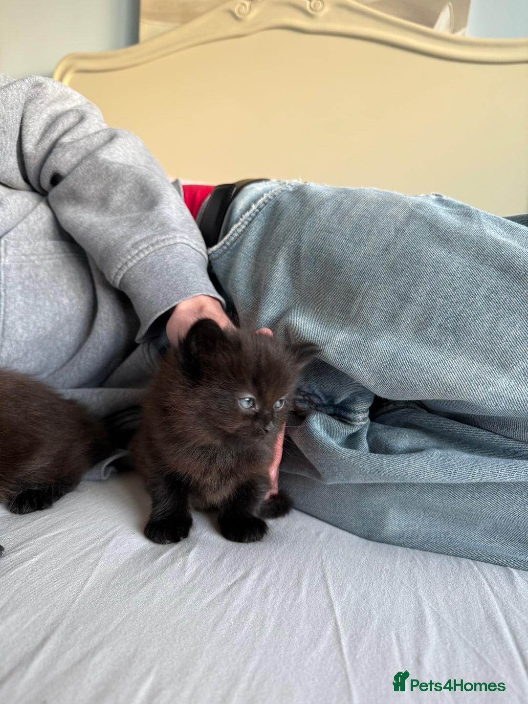 Mixed Breed cats for sale: Brown kittens for sale - Advert 8