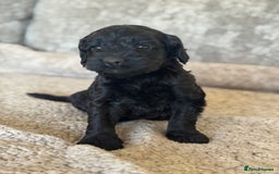 Cockapoo dogs for sale: BEAUTIFUL MERLE COCKER POO PUPPIES, HEALTH TESTED - Image 20