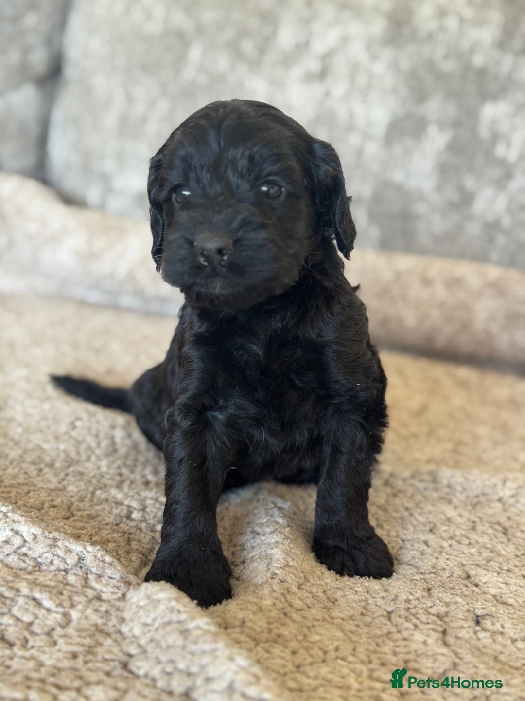 Cockapoo dogs for sale: BEAUTIFUL MERLE COCKER POO PUPPIES, HEALTH TESTED - Image 20
