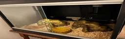 Corn Snake reptiles for sale: Friendly corn snake in Rye - Advert 14