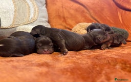 Cavapoo dogs for sale: £ negotiable for 5⭐️ Homes  Chocolate Cavapoos  - Image 4