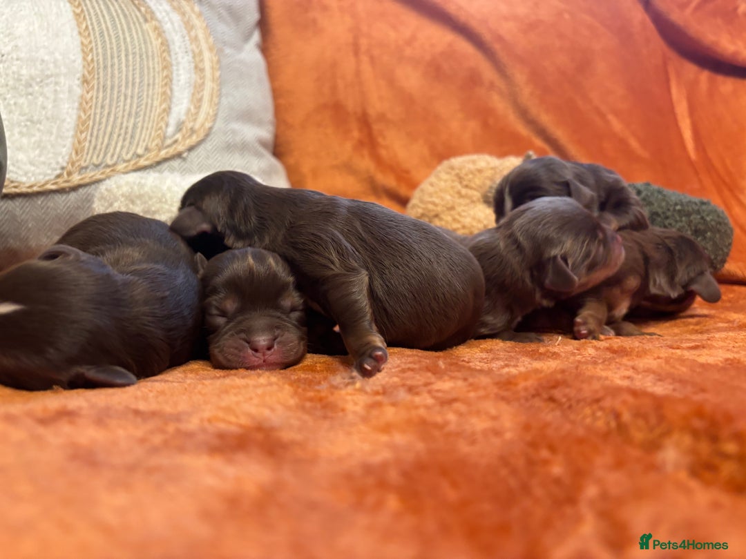 Cavapoo dogs for sale: £ negotiable for 5⭐️ Homes  Chocolate Cavapoos  - Image 4