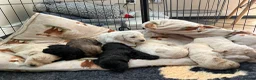 Double Doodle dogs for sale: Beautiful Golden St Bernadoodle Puppies for Sale  - Advert 23