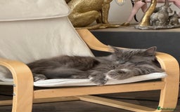 Ragdoll cats for sale: Mixed Ragdoll Bengal 5 year old female - Image 3
