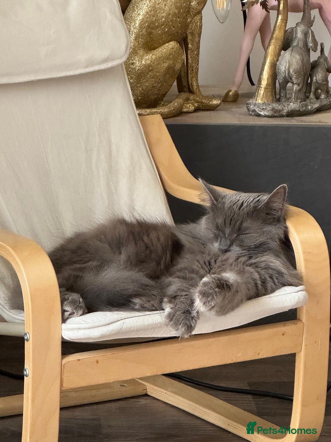 Ragdoll cats for sale: Mixed Ragdoll Bengal 5 year old female - Image 3