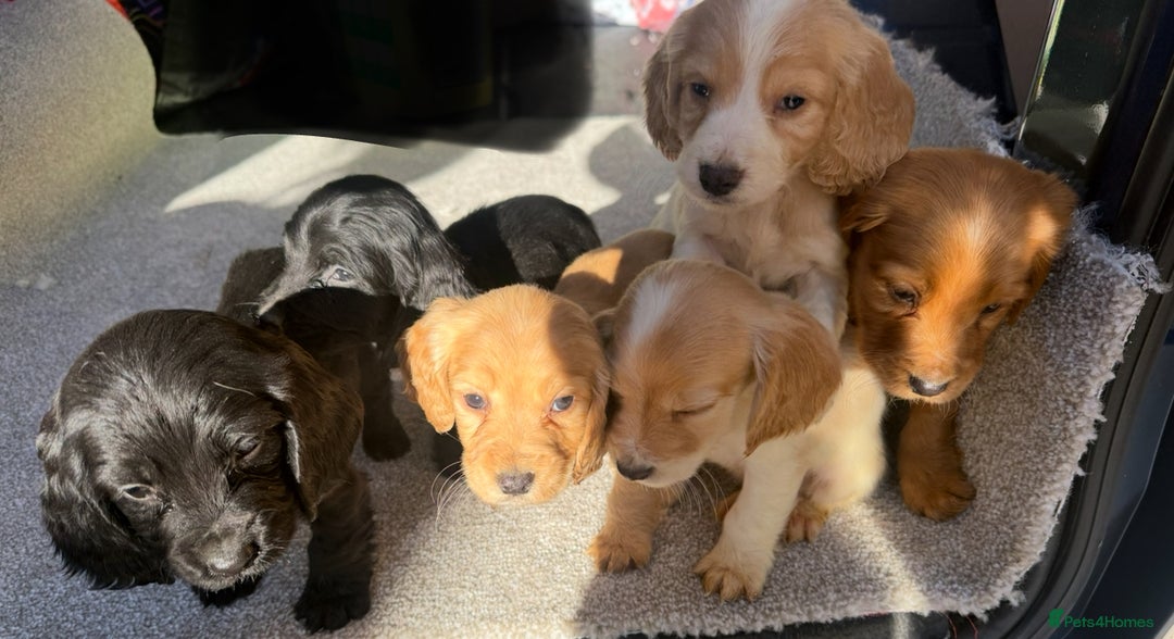 Cocker Spaniel dogs for sale: Cocker spaniel puppies  - Image 2