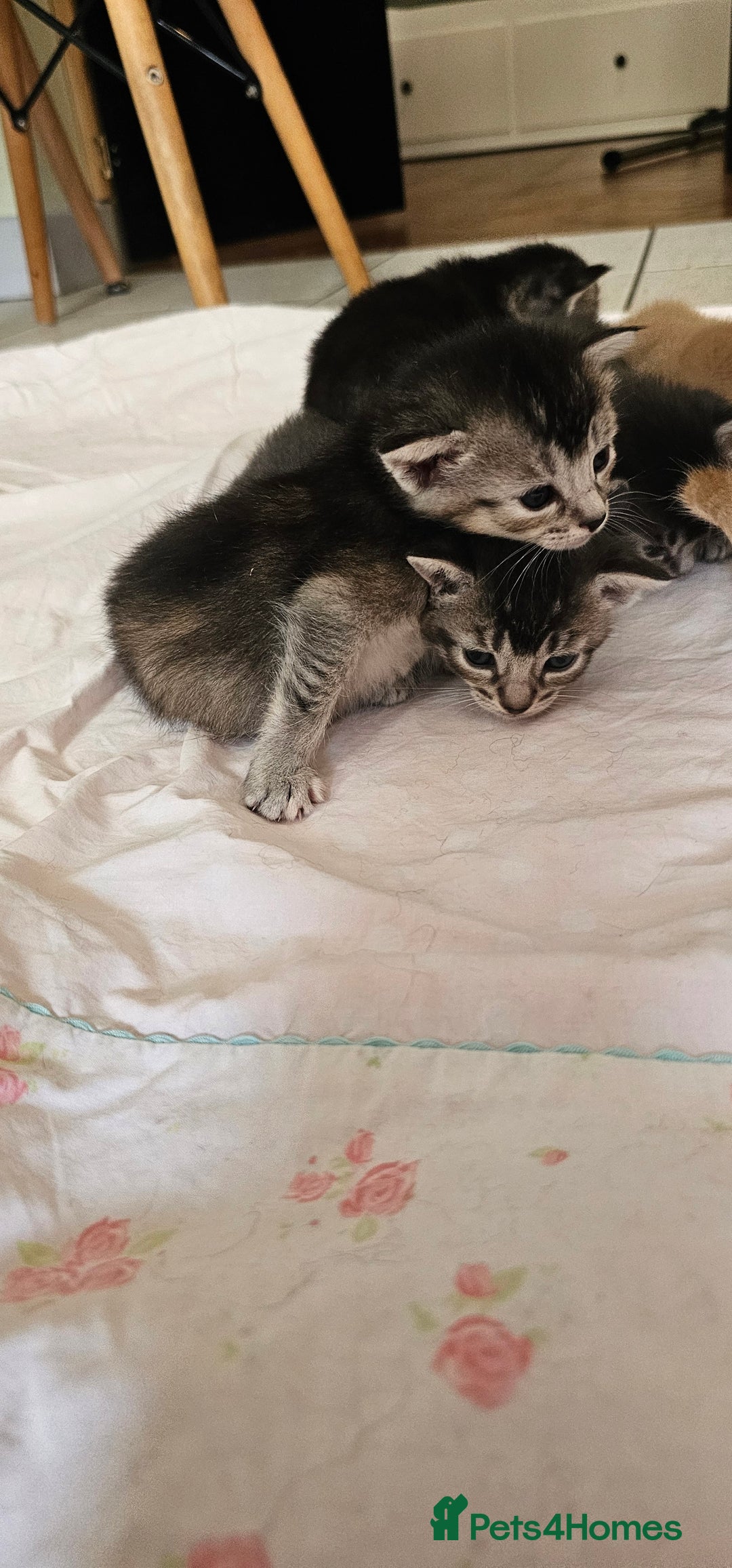 Mixed Breed cats for sale: Abyssinian x Bengal  - Image 8