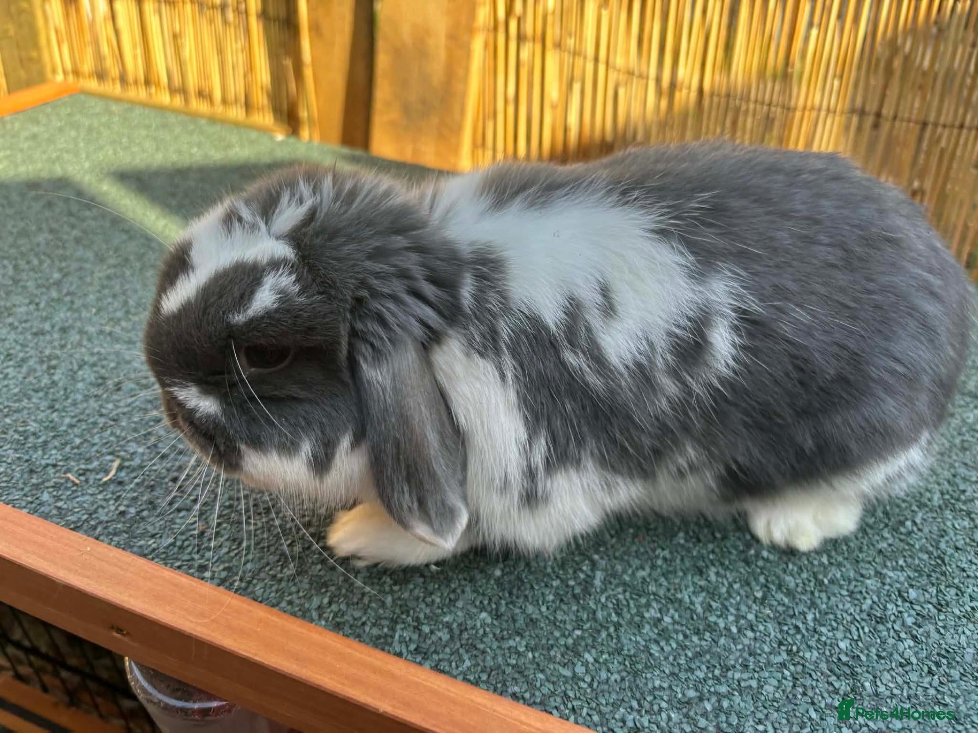 Mini Lop rabbits for sale: male butterfly  - Advert 15