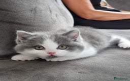 British Shorthair cats for sale: 4 Sweet PEDIGREE kittens - Image 18