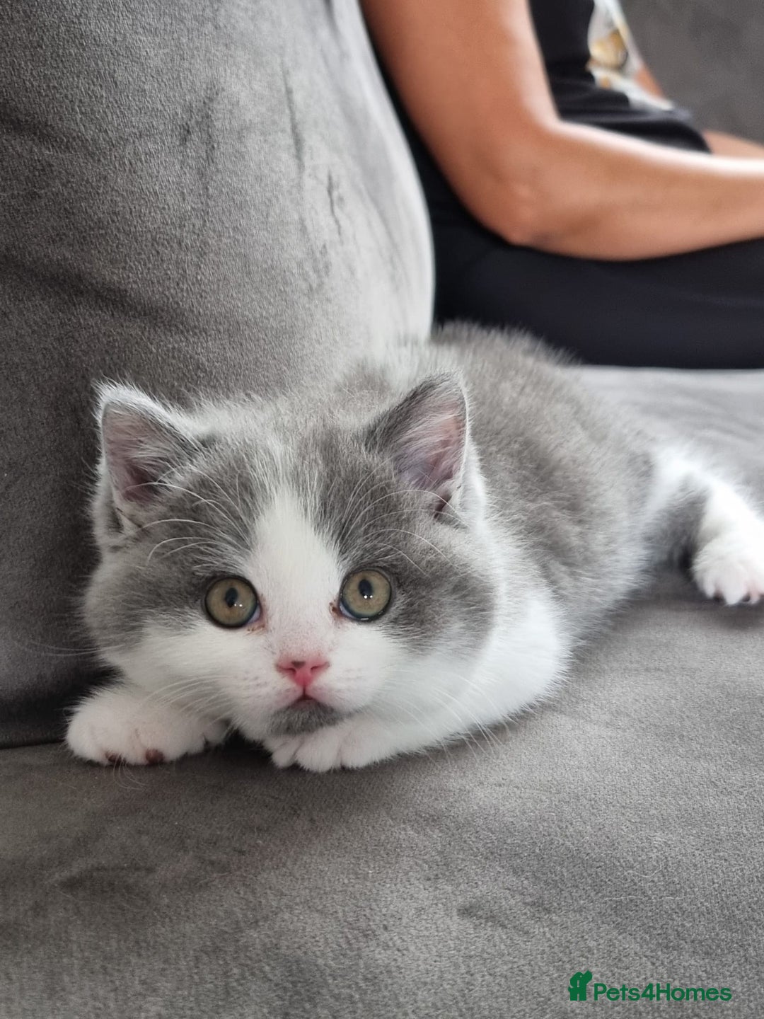 British Shorthair cats for sale: 4 Sweet PEDIGREE kittens - Image 18