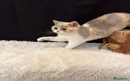 British Shorthair cats for sale: 💗 Gorgeous Full Pedigree BSH Trusted Breeder 💗 - Image 6