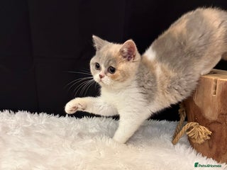 British Shorthair cats - Advert 14