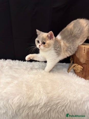 British Shorthair cats - Advert 5