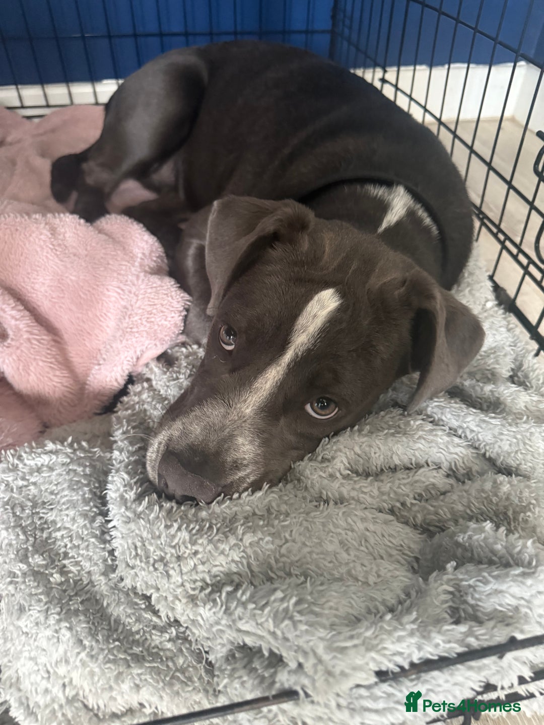 Mixed Breed dogs for sale: Bulldog x Staffie for rehoming.  - Image 10