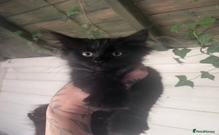Maine Coon cats - Advert 5