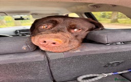 Mixed Breed dogs for sale: Rehoming uk newfador - Image 6
